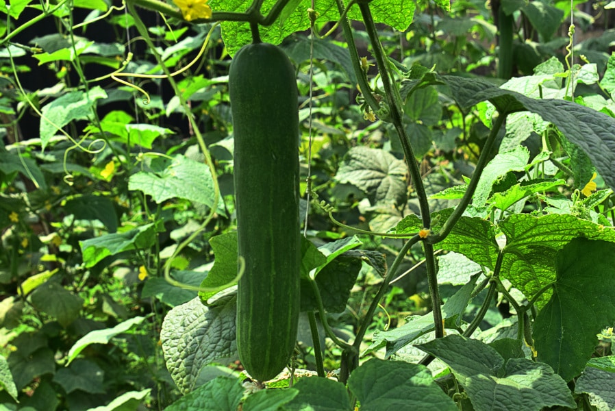 cucumber cultivation