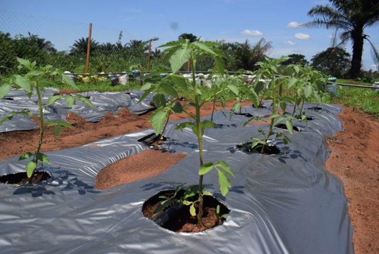 tomato cultivation