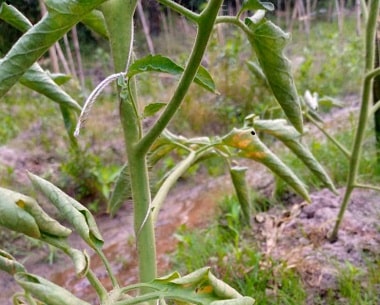 curling leaves