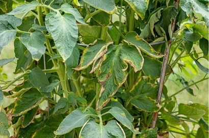 tomato leaf burn