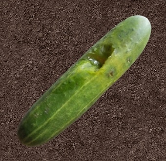 Cucumber rot