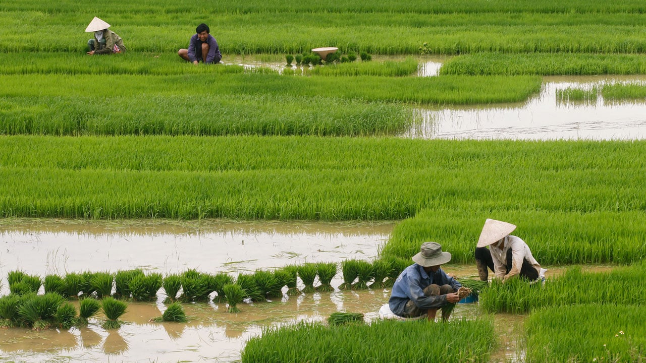 irrigation in thai land