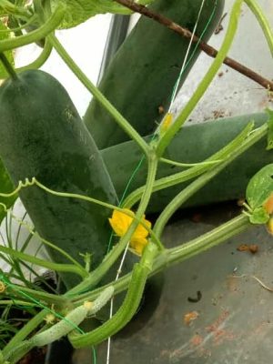 cucumber planting guide
